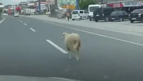 Yalova’da Kaçan Kurbanlık Hayvanlar, Trafik Kaosuna Sebep Oldu!