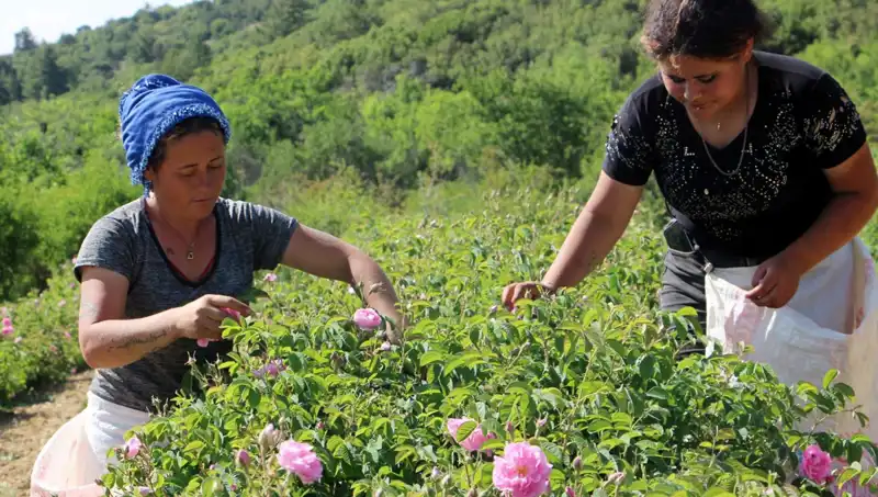 Zirai Donla Savaşta Umutlar Tükeniyor: Gül Üreticileri Ne Yapacak?