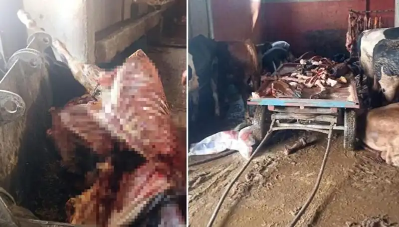 Adana'da Şok: 2,5 Ton At Eti Ele Geçirildi, 4 At Kurtarıldı