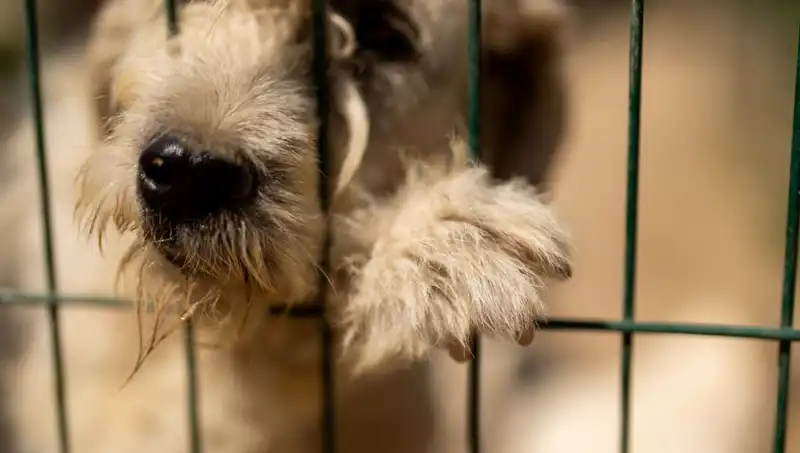 İş Stresi Köpekleri de Vuruyor: Hayvan Psikolojisi Üzerindeki Etkileri