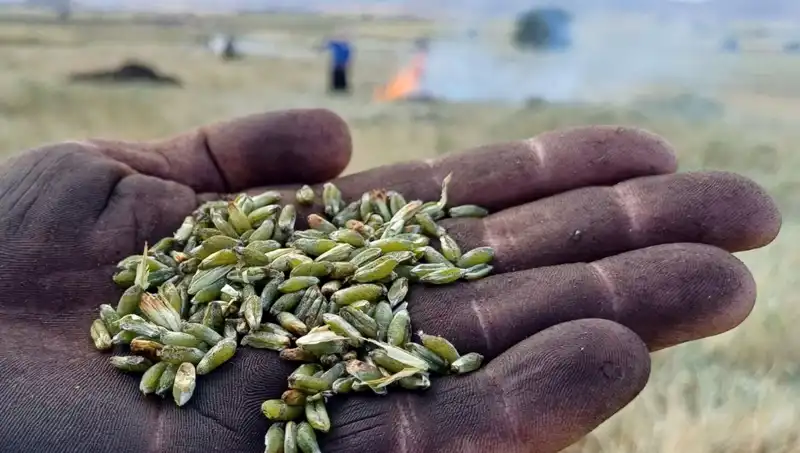 Firik Sezonu Başladı: Eşsiz Lezzetiyle Sofraları Şenlendiriyor!