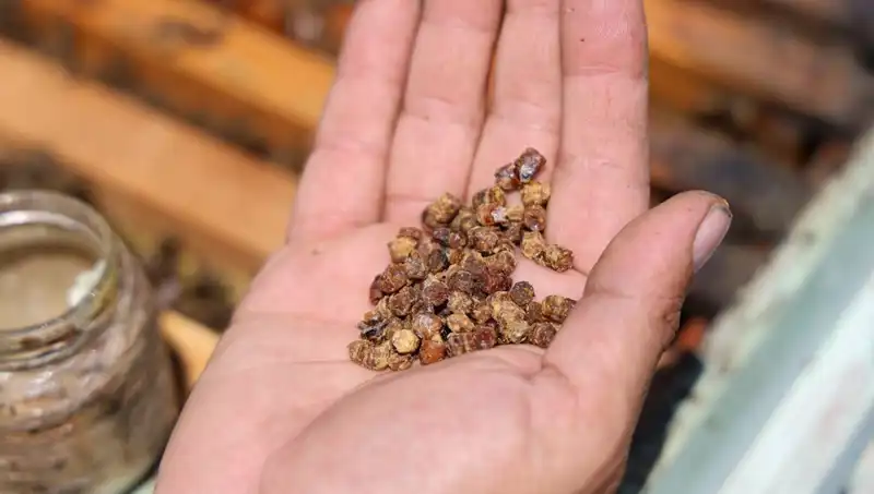 Eskiden Çöpe Giden, Artık Sofralarda: Protein Zengini Yeni Trend Besin