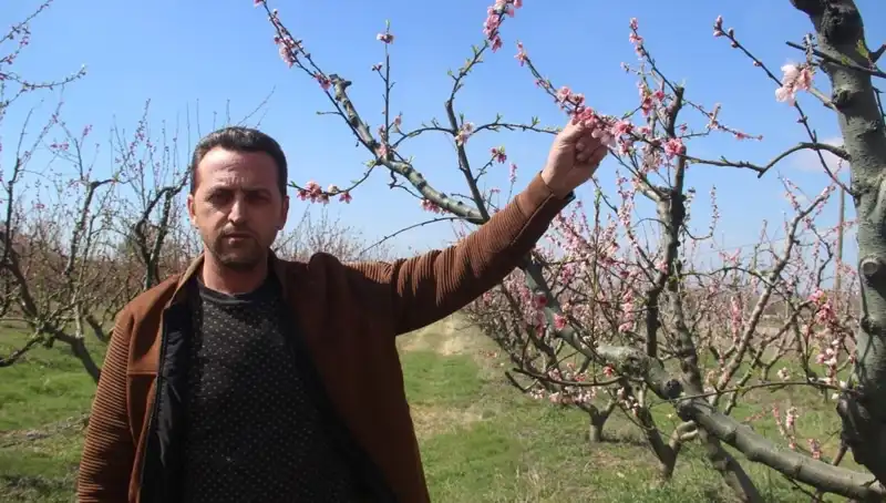 Don Olayı, Baharın Habercisi Ağaçları Vurdu: Yılda Çiçeklenen Güzellikler Tehlikede
