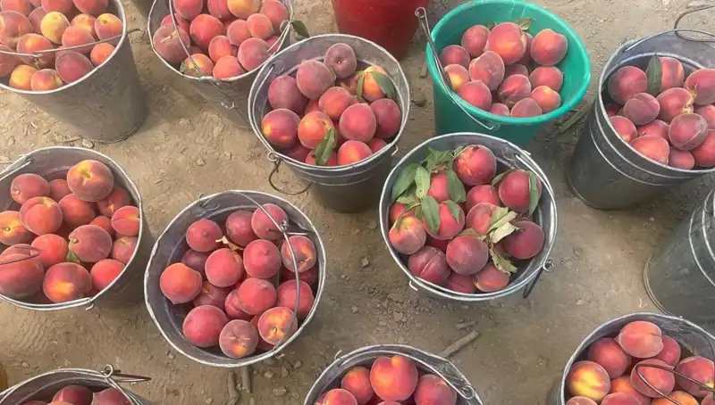 Çiftçiler Hasat Sevinciyle Birlikte Fiyat Artışından Memnuniyet Duyuyor