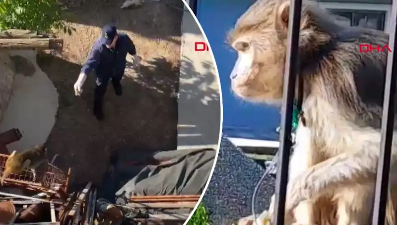 Muğla'nın Caddelerinde Komik Maymun Kovalamacasına Şahit Olun!