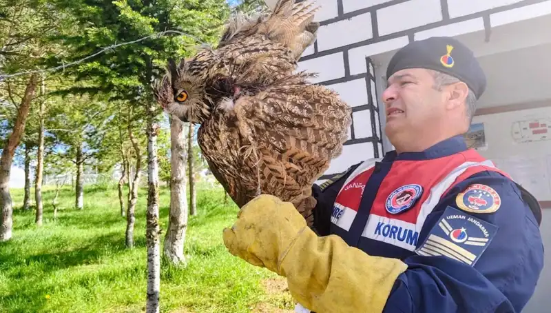 Dikenli Tellere Takılan Puhu, Hayatını Kurtaran Tedavi Altına Alındı