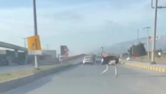 Trafikte Deve Kuşu Görüntüleri Şok Etti: Sosyal Medyada Viral Oldu!