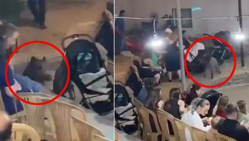 Düğün Törenine Gelen Yaban Domuzu Misafirleri Şaşırttı!